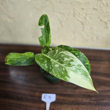 Load image into Gallery viewer, #R11 Philodendron Jose Buono