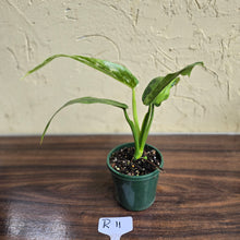 Load image into Gallery viewer, #R11 Philodendron Jose Buono