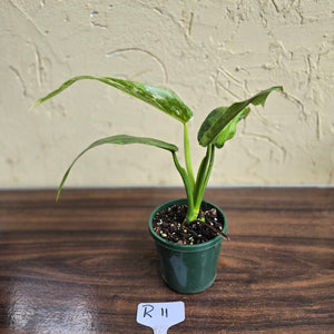 #R11 Philodendron Jose Buono