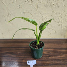Load image into Gallery viewer, #R11 Philodendron Jose Buono
