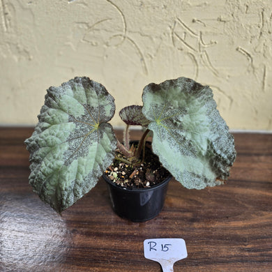 #R15 Begonia Unknown