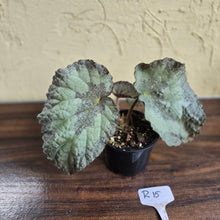 Load image into Gallery viewer, #R15 Begonia Unknown
