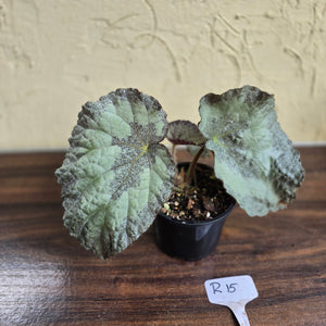 #R15 Begonia Unknown