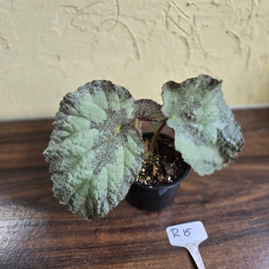 #R15 Begonia Unknown