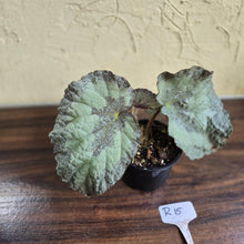 Load image into Gallery viewer, #R15 Begonia Unknown