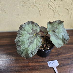 #R15 Begonia Unknown