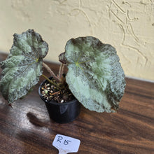 Load image into Gallery viewer, #R15 Begonia Unknown