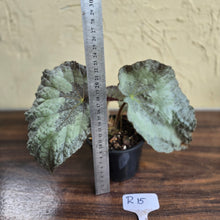 Load image into Gallery viewer, #R15 Begonia Unknown