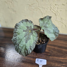 Load image into Gallery viewer, #R15 Begonia Unknown
