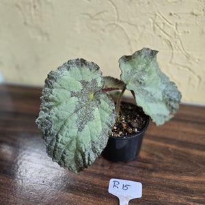 #R15 Begonia Unknown