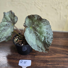 Load image into Gallery viewer, #R15 Begonia Unknown