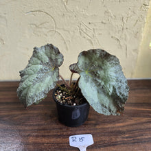 Load image into Gallery viewer, #R15 Begonia Unknown