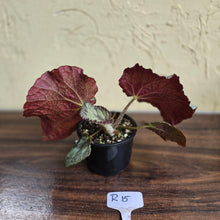 Load image into Gallery viewer, #R15 Begonia Unknown