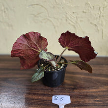 Load image into Gallery viewer, #R15 Begonia Unknown