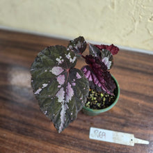 Load image into Gallery viewer, #R69 Begonia Unknown