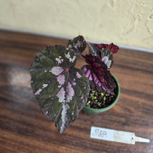 Load image into Gallery viewer, #R69 Begonia Unknown