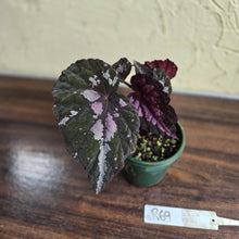 Load image into Gallery viewer, #R69 Begonia Unknown