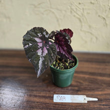 Load image into Gallery viewer, #R69 Begonia Unknown
