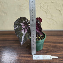 Load image into Gallery viewer, #R69 Begonia Unknown