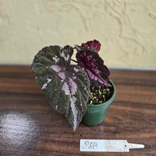 Load image into Gallery viewer, #R69 Begonia Unknown