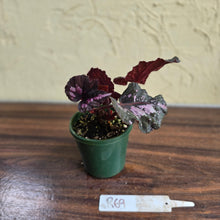Load image into Gallery viewer, #R69 Begonia Unknown