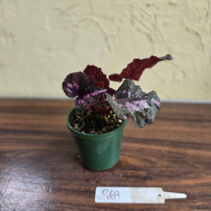 #R69 Begonia Unknown
