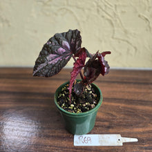 Load image into Gallery viewer, #R69 Begonia Unknown