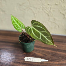 Load image into Gallery viewer, #J743 Narrow Anthurium Crystallinum x