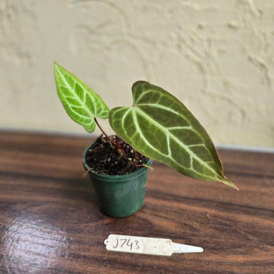 #J743 Narrow Anthurium Crystallinum x