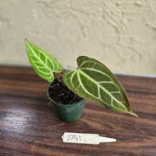 Load image into Gallery viewer, #J743 Narrow Anthurium Crystallinum x