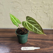 Load image into Gallery viewer, #J743 Narrow Anthurium Crystallinum x