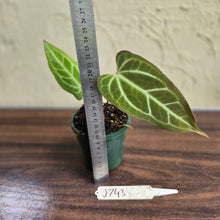 Load image into Gallery viewer, #J743 Narrow Anthurium Crystallinum x