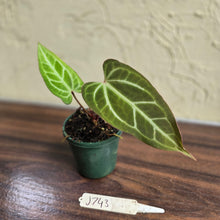 Load image into Gallery viewer, #J743 Narrow Anthurium Crystallinum x