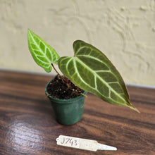Load image into Gallery viewer, #J743 Narrow Anthurium Crystallinum x