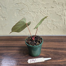 Load image into Gallery viewer, #J743 Narrow Anthurium Crystallinum x