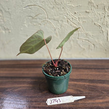 Load image into Gallery viewer, #J743 Narrow Anthurium Crystallinum x