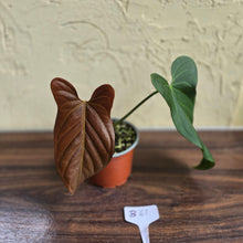Load image into Gallery viewer, #B61 Anthurium Truncicola x Dark Night