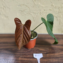 Load image into Gallery viewer, #B61 Anthurium Truncicola x Dark Night