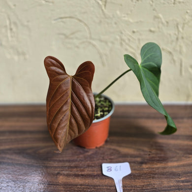 #B61 Anthurium Truncicola x Dark Night