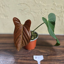 Load image into Gallery viewer, #B61 Anthurium Truncicola x Dark Night