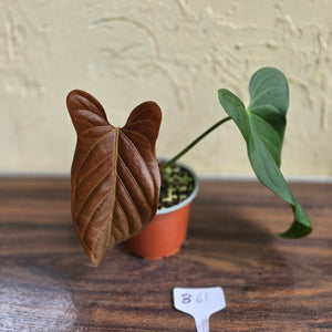 #B61 Anthurium Truncicola x Dark Night