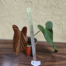 Load image into Gallery viewer, #B61 Anthurium Truncicola x Dark Night