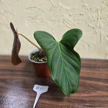 Load image into Gallery viewer, #B61 Anthurium Truncicola x Dark Night