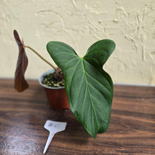 Load image into Gallery viewer, #B61 Anthurium Truncicola x Dark Night