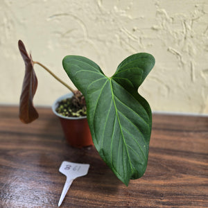 #B61 Anthurium Truncicola x Dark Night