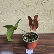 Load image into Gallery viewer, #B61 Anthurium Truncicola x Dark Night
