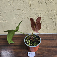 Load image into Gallery viewer, #B61 Anthurium Truncicola x Dark Night