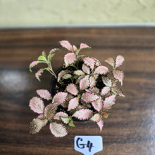Load image into Gallery viewer, #G4 Fittonia Pink