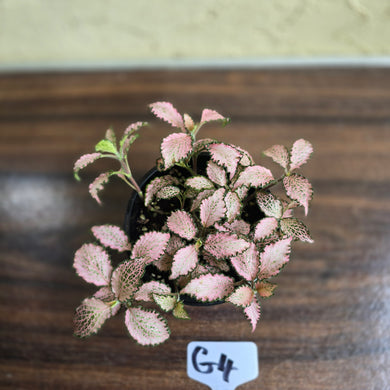 #G4 Fittonia Pink