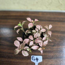 Load image into Gallery viewer, #G4 Fittonia Pink